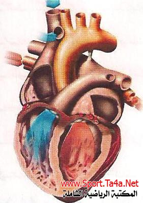 عضلة القلب