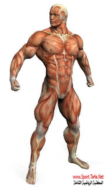 تعريف القدرة العضلية هي القوة المميزة بالسرعة