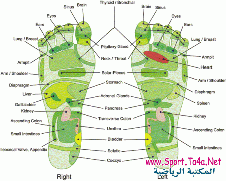 Foot Reflexology