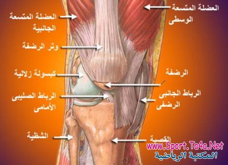 الوصف التشريحي لمفصل الركبة