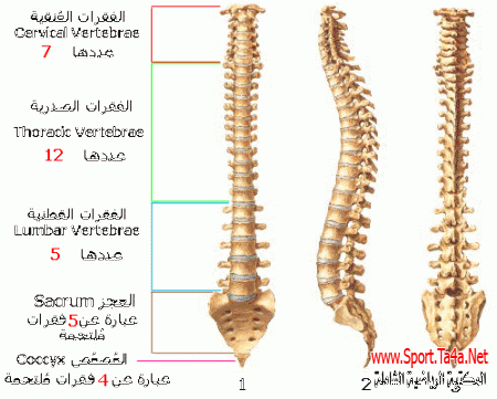 آلام الظهر