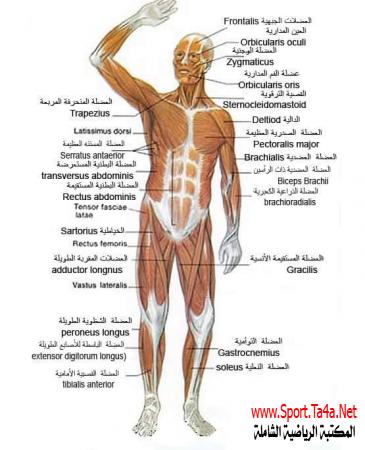 أسماء عضلات جسم الانسان