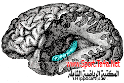 دور النشاط الرياضي فى تحسين الذاكرة عند كبار السن