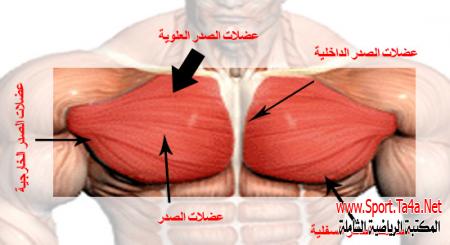 كل مايخص علم التشريح وعلاقته بالرياضة