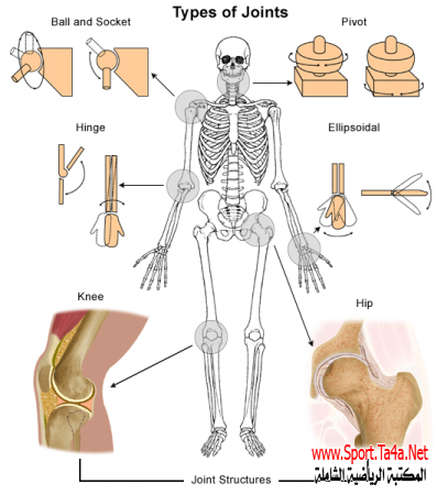 المفاصل Joints