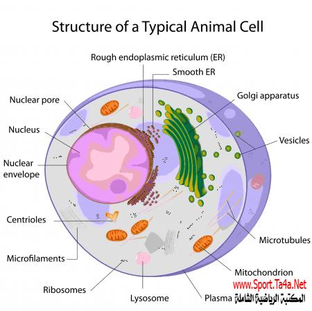 الخلية The Cell