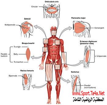 تشريح العضلة والتضخم العضلي وأصل القوة