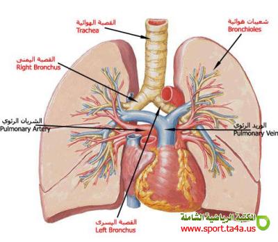 فسيولوجيا جهاز القلب والجهاز الرئوى